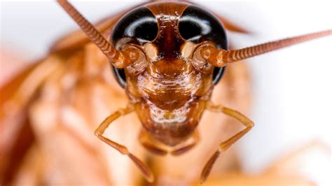 Cockroach Face Zoomed In: A Fascinating Peek Into Their World.